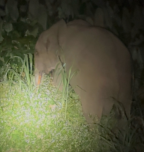 Forest Elephant