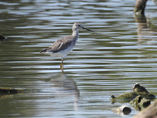 Greater Yellowlegs