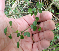 Melicytus micranthus