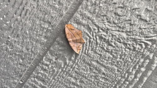 Large Maple Spanworm Moth
