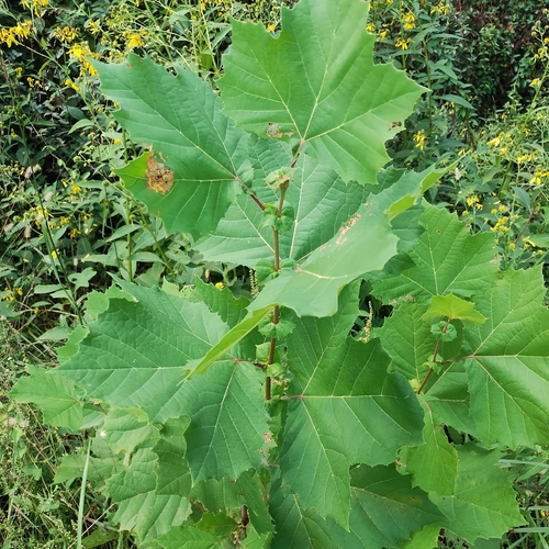 American sycamore