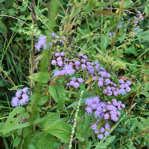 blue mistflower