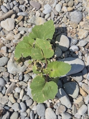 Xanthium orientale, photograph (c) Elena Obradović, some rights reserved (CC BY)