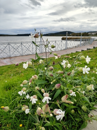 white campion