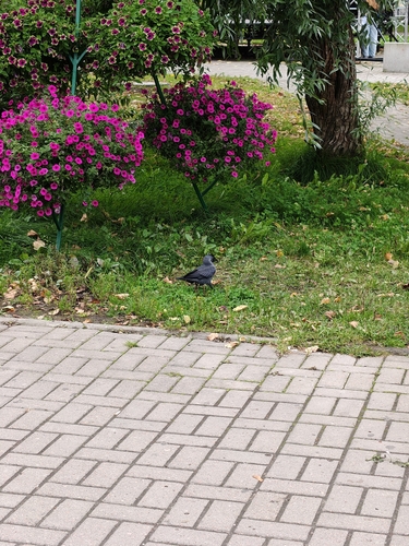Eurasian Jackdaw