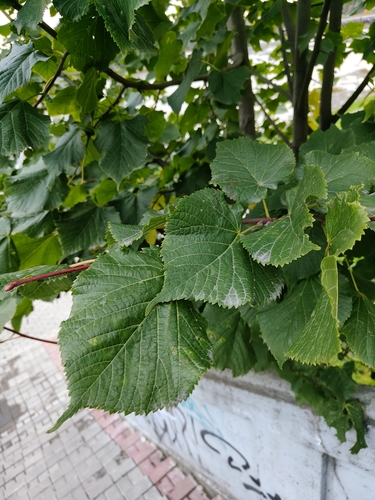 Bigleaf Linden