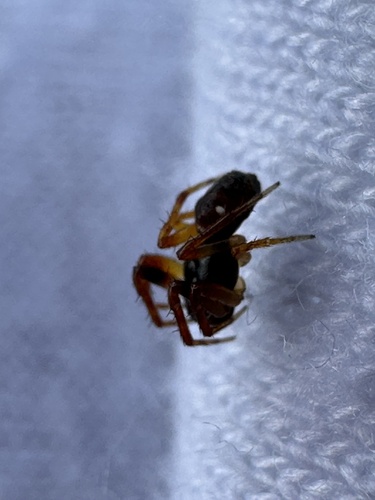 Humped Trashline Orbweaver