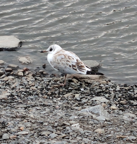 Black-headed Gull