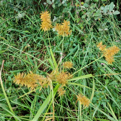 straw-colored flatsedge