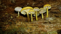 Chromosera