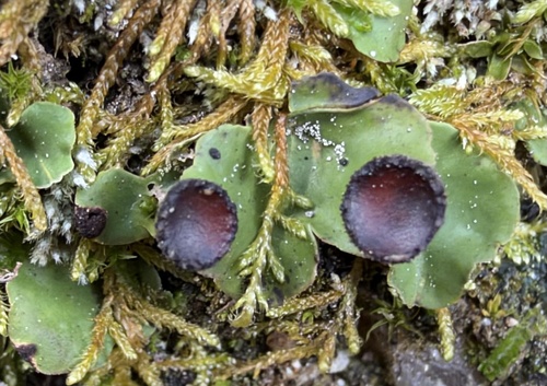 fan pelt lichen