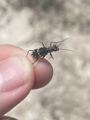 Schaupp's Tiger Beetle