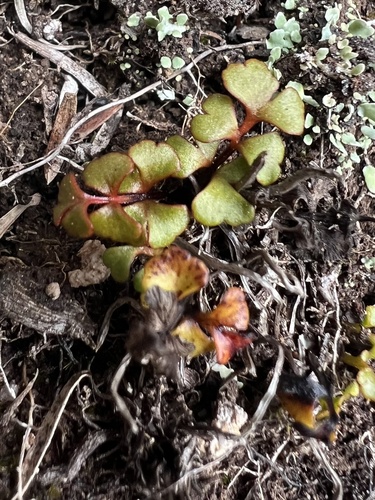 Lindsaea linearis, photograph 1