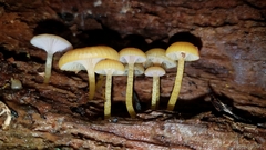 Chromosera