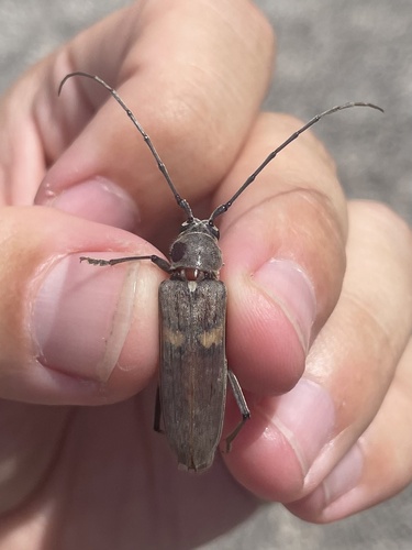 Banded Hickory Borer