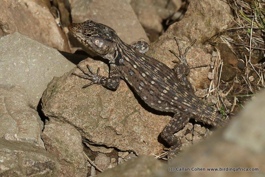 Lang's Crag Lizard