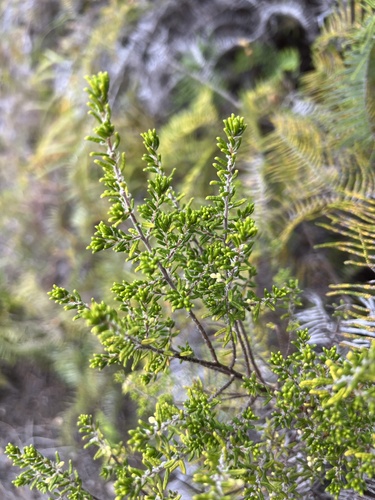 Pomaderris amoena, photograph 1