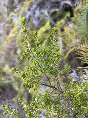 Pomaderris amoena