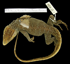 Lang's Crag Lizard photo 2