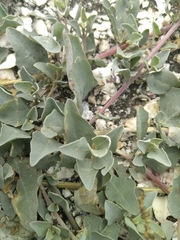 Atriplex maximowicziana