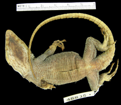 Lang's Crag Lizard photo 5