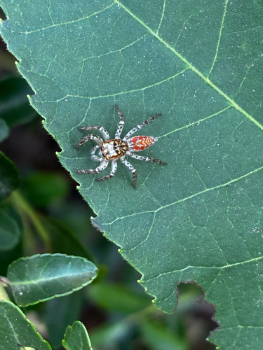 Dimorphic Jumping Spider