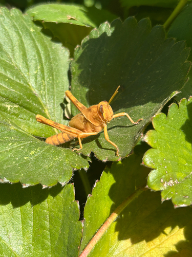 Gray Bird Grasshopper