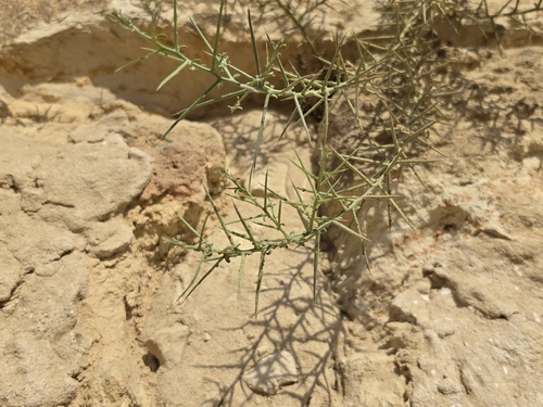 Camel's Thorn