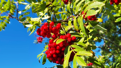 European mountain ash