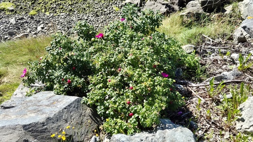 rugosa rose