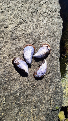 Blue Mussel
