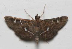 Diathrausta reconditalis