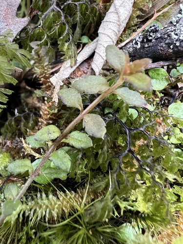 Gonocarpus incanus, photograph 1
