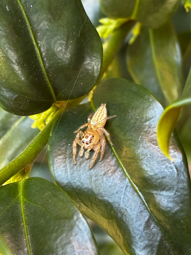Sylvan Jumping Spider