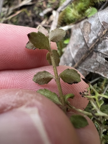 Gonocarpus incanus, photograph 2