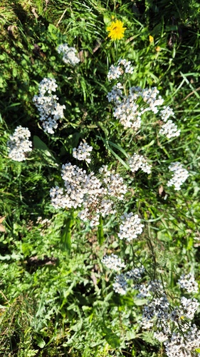 common yarrow