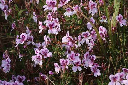 Pelargonium betulinum, photograph 6