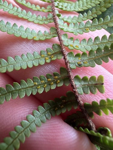 Gleichenia microphylla