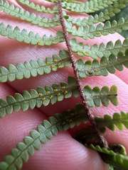 Gleichenia microphylla