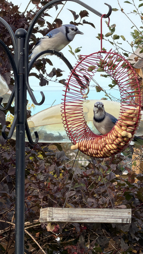 Blue Jay