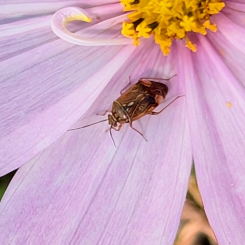 North American Tarnished Plant Bug