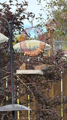 Mourning Dove