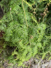 (c) Hannah Rogers, some rights reserved (CC BY) Gleichenia microphylla, photograph (c) Hannah Rogers, some rights reserved (CC BY)