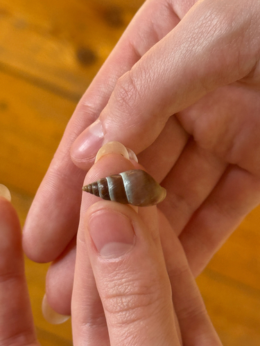 Caucasicola raddei