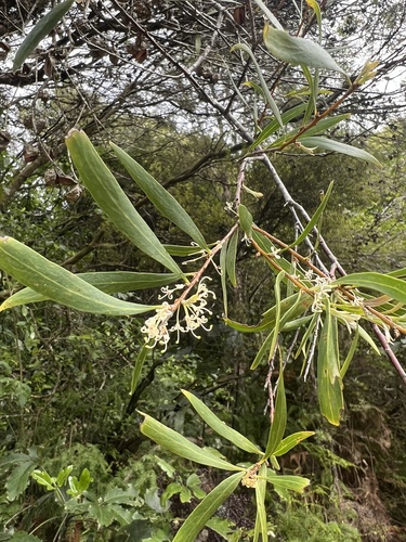 Hakea salicifolia