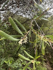 Hakea salicifolia