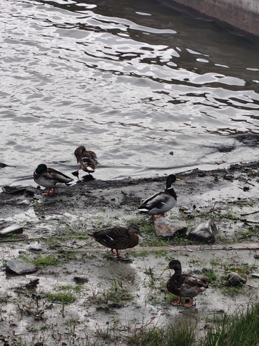 Mallard