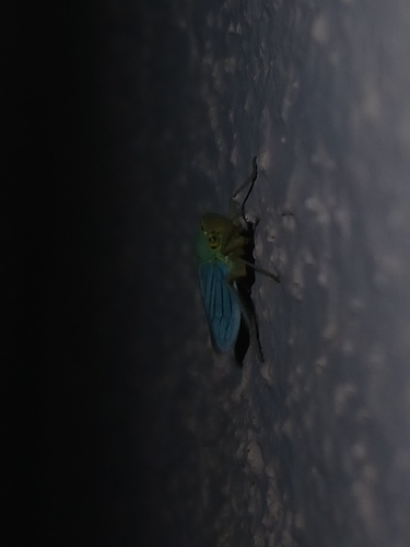 Green Leafhopper