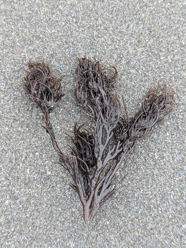Odonthalia floccosa observed 2026-09-21