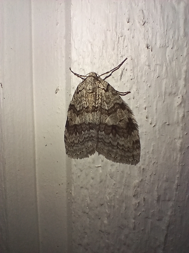 Autumnal Moth